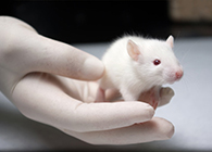 玩彩网肿瘤药效实验顺遂通过江苏省FDA审查