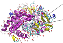 2009年5月玩彩网加入了上海国际卵白质及多肽工业博览会