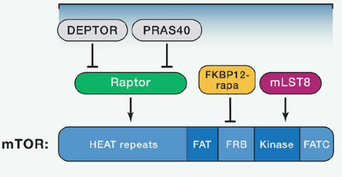 mTORC1由mTOR、Raptor和mLST8以及非焦点组件PRAS40和Deptor组成