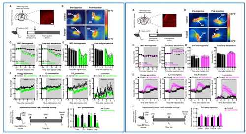 对神经元的激活会镌汰棕色脂肪产能，，，，，镌汰身体活动，，，，，从而抑制能量的消耗；；相反，，，，，抑制神经元会提高能量的消耗。。。。。
