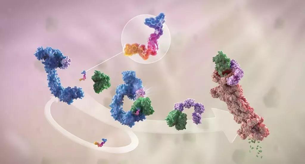 卵白降解剂（多色）连系了1个靶卵白（绿色）和1个E3泛素毗连酶（蓝色），，驱动基于卵白酶体（橙色）的靶卵白泛素化（紫色）和降解。。。。