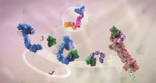 LYTAC出生，，，，，与PROTAC并肩作战针对不可成药的靶点