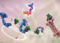 LYTAC出生，，，与PROTAC并肩作战针对不可成药的靶点