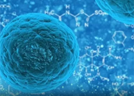 攻克三阴性乳腺癌，，，，蜜蜂毒液竟是要害？？？？？