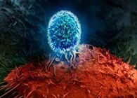 Nature：BATF3改善T细胞影象应答，，，，有望改善免疫疗法的疗效