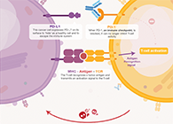 饿了吗？？饿一饿原来可以辅助PD-1抑制剂肿瘤免疫治疗