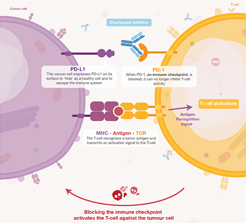 饿了吗？？？？？饿一饿原来可以辅助PD-1抑制剂肿瘤免疫治疗 