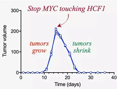 可以“融化”肿瘤的卵白质，，，，，，你一定没有听说过！