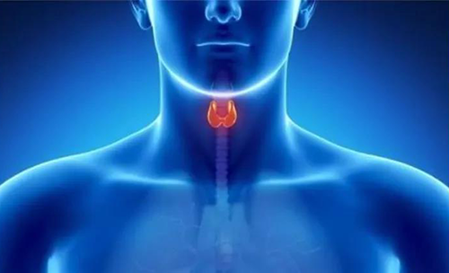 Science速递 | 揭开甲状腺的神秘面纱，，开启代谢药物新征程