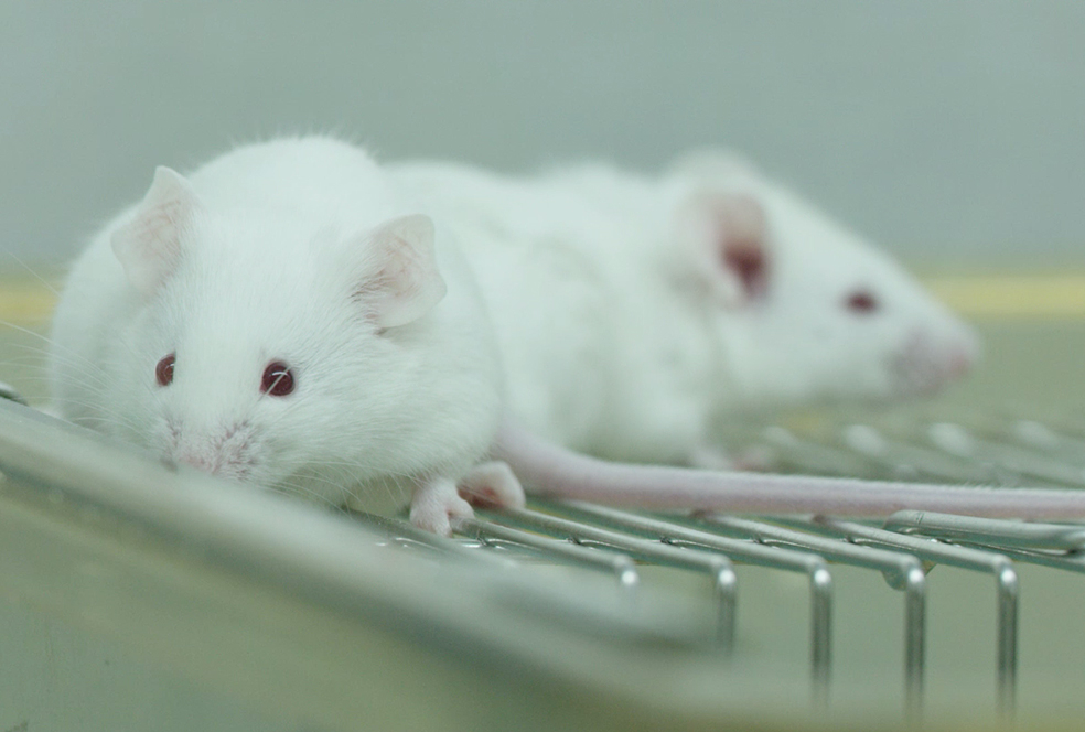 带你相识玩彩网临床前研究服务 