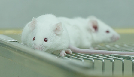 玩彩网临床前研究-药效学、药代动力学和临床前研究服务