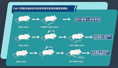 CAR-T 药物非临床体内药效学研究常用的模子有哪些