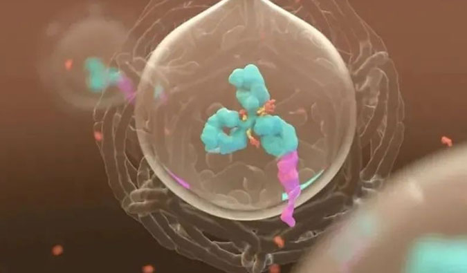 美研 | ADC，，，，，为靶向给药而精准深耕