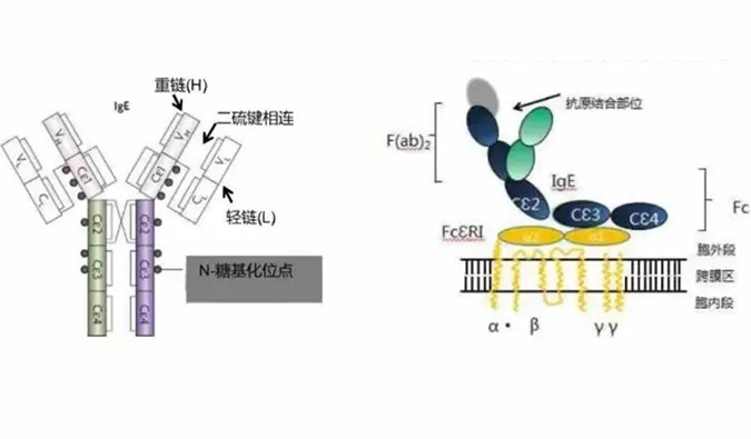 玩彩网助力 | 济民可信lgE抗体药物JYB1904获批临床