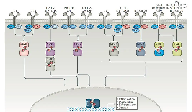 精准建模，，，掌握解开自身免疫性疾病治疗研究的钥匙