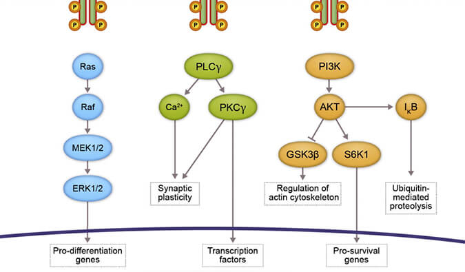 玩彩网助力 | 睿跃生物1类新药 TRK降解剂CG001419获批临床