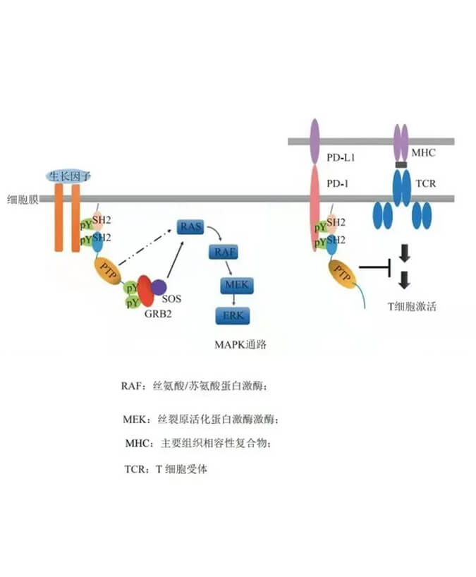 玩彩网助力凌达生物SHP2变构抑制剂RG001片获批临床.jpg