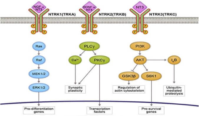 玩彩网助力睿跃生物1类新药 TRK降解剂CG001419获批临床.jpg