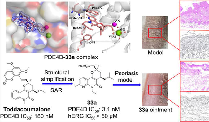 发明用于局部治疗牛皮癣的新型PDE4抑制剂，，小鼠、大鼠和人肝微粒体的代谢稳固性实验通过玩彩网测定