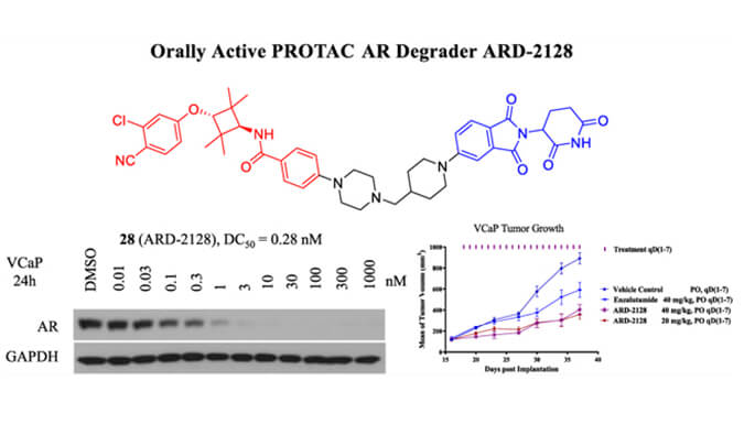 ARD-2128是一种PROTAC AR降解剂，，，，，具有精彩的血浆和微粒体稳固性，，，，，本研究中体外稳固性和PK研究通过玩彩网举行