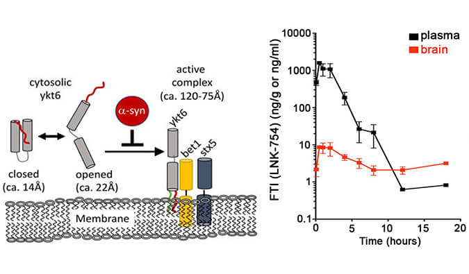 法尼基转移酶抑制剂LNK-754单次口服后即可快速穿过血脑屏障，，，，，本研究中PK剖析通过玩彩网举行