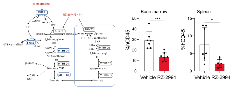 研究职员使用RZ-2994来表征抑制SHMT1/2在T细胞急性淋巴细胞白血病 (T-ALL) 中的作用，，，，，，RZ-2994通过玩彩网定制合成