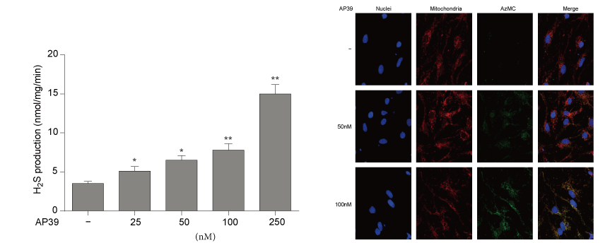AP39是一种新合成的线粒体靶向的H2S供体，，，，本研究中AP39通过玩彩网设计和合成
