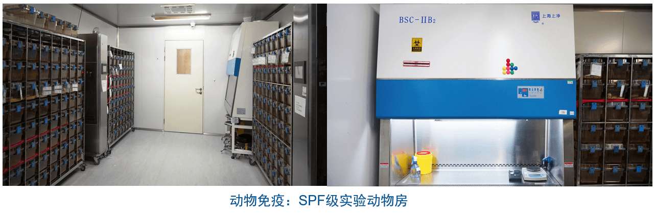 玩彩网杂交瘤手艺平台装备-动物免疫SPF级实验动物房