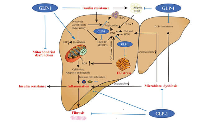 谁将成为 2024年全球生物医药首个黑马？？NASH领域突破性药物即将问世？？