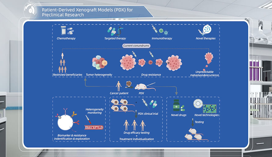 什么是临床前研究的PDX（人源肿瘤异种移植）模子？？？？？