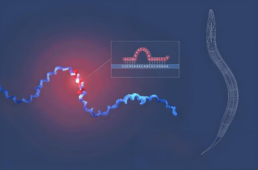 miRNA成诺贝尔奖明星分子，，，，玩彩网正全速赋能核酸药物研发
