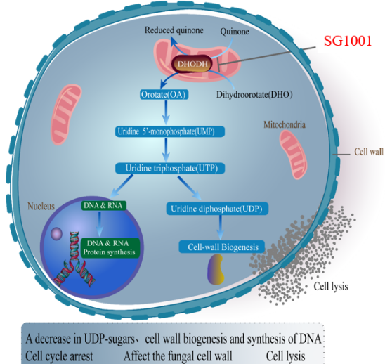 玩彩网祝贺祥根生物立异药SG1001完成首例受试者给药