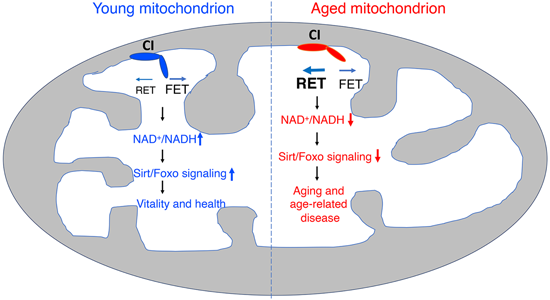 特异性RET抑制剂CPT可改善阿尔茨海默病，，，本研究中CPT由玩彩网化学部分合成