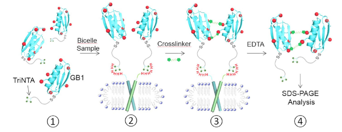 跨膜结构域寡聚体的结构测定新要领，，，其中TriNTA通过玩彩网合成
