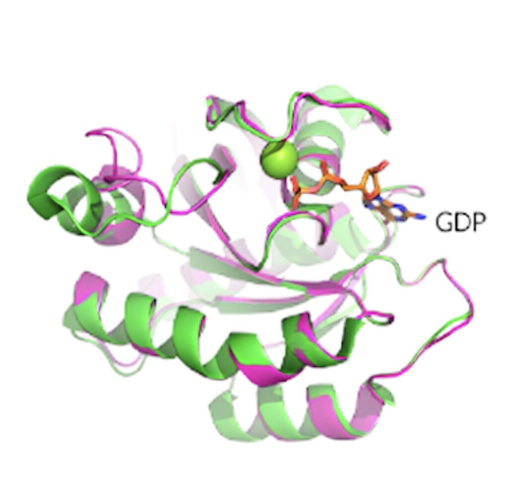 KRAS G12D晶体结构展现了卵白质的构象和 GDP 连系状态。。.jpeg
